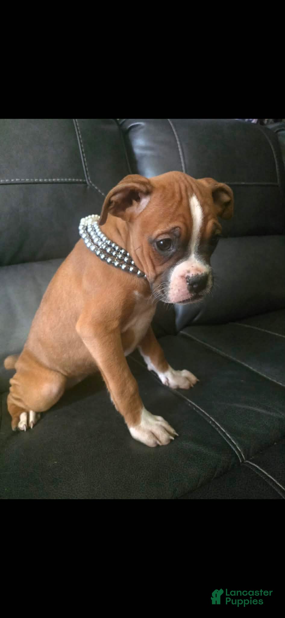 Boxer dogs Tae - Ad 5