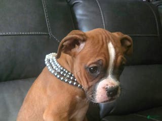 Boxer dogs Tae - Ad 5