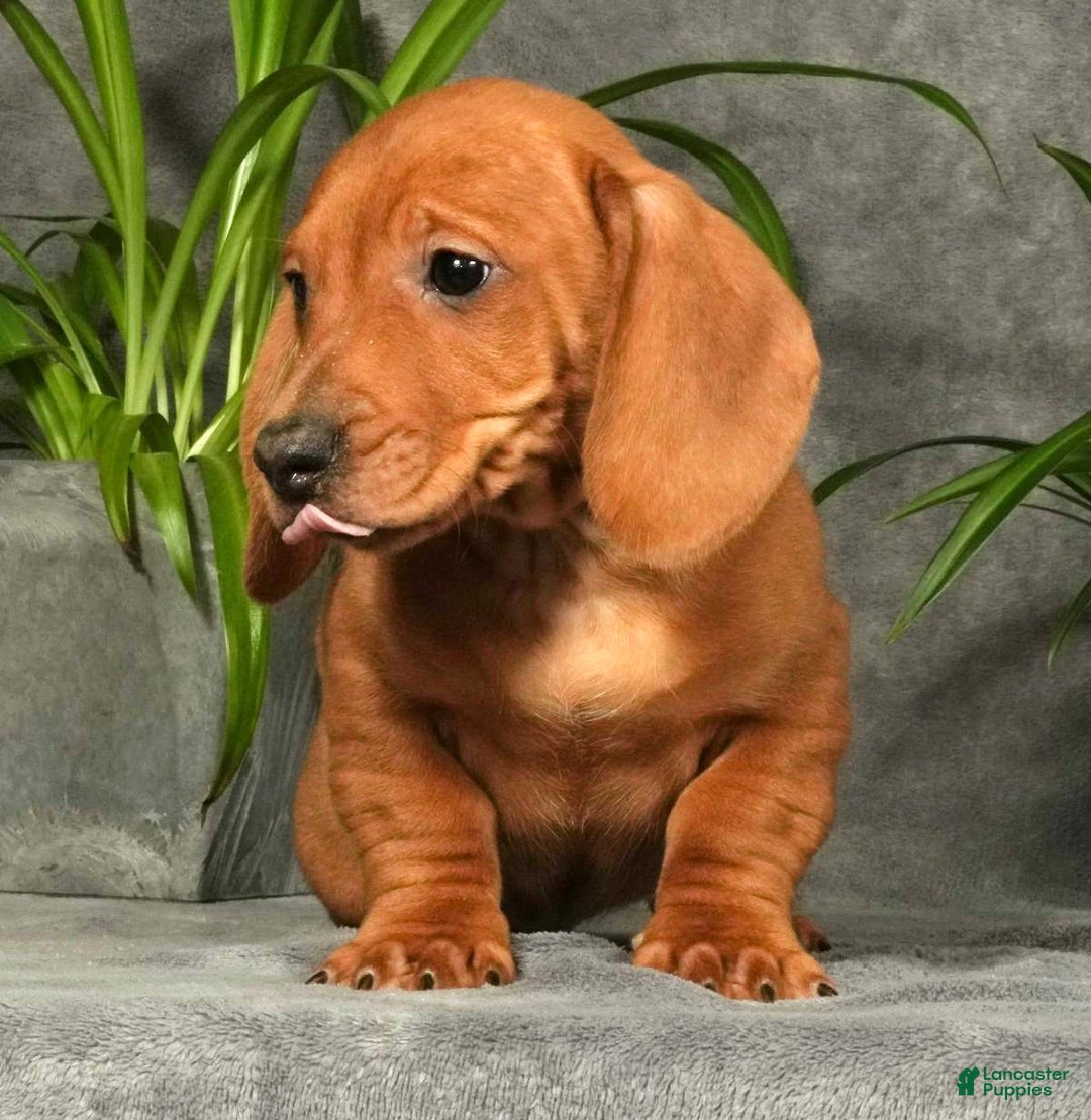 Miniature Dachshund dogs for sale: Sage - Ad 5