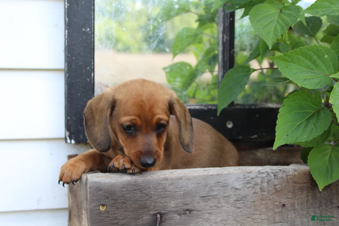 Miniature Dachshund dogs for sale: Miniature Dachshund 4 - Ad 1