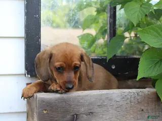 Miniature Dachshund dogs for sale: Miniature Dachshund 4 - Ad 1