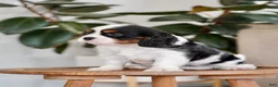 Cavalier King Charles Spaniel dogs for sale: River - Ad 4