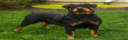 Rottweiler dogs for sale: Daisy - Ad 3