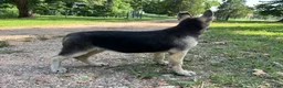 German Shepherd dogs for sale: Daisy - Ad 8