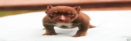 American Bully dogs for sale: Chocolate Trindle Female - Ad 6
