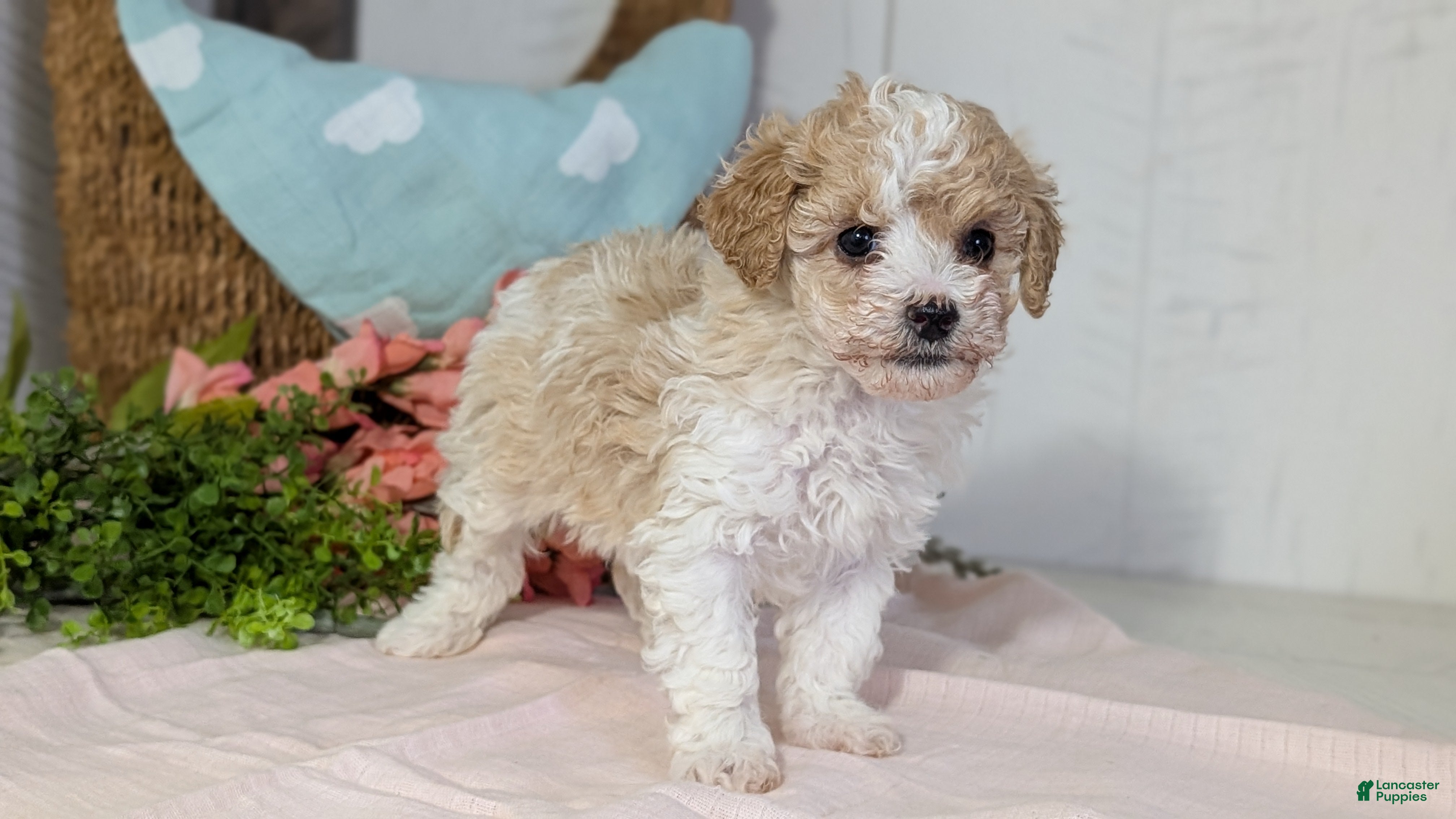 Miniature Poodle dogs Zoey - Ad 10