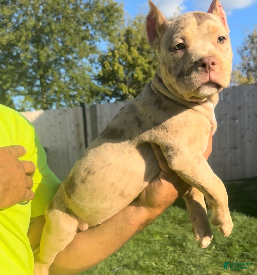 American Bully dogs for sale: Stormy - Ad 3
