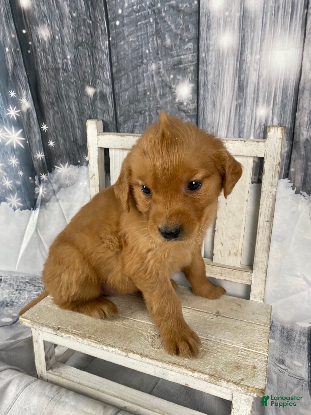 Golden Retriever dogs for sale: Betty - Ad 4