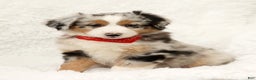 Australian Shepherd dogs for sale: River - Ad 9