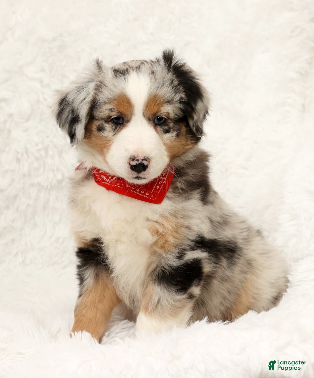 Australian Shepherd dogs for sale: River - Ad 9