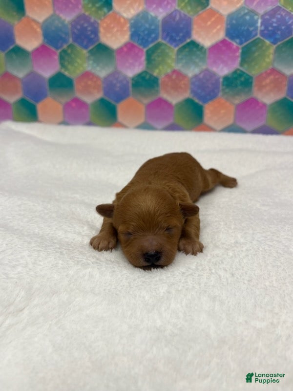 Toy Poodle dogs Goldie - Ad 32
