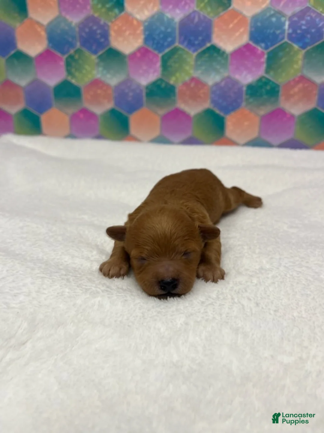 Toy Poodle dogs for sale: Goldie - Ad 1