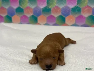 Toy Poodle dogs Goldie - Ad 32