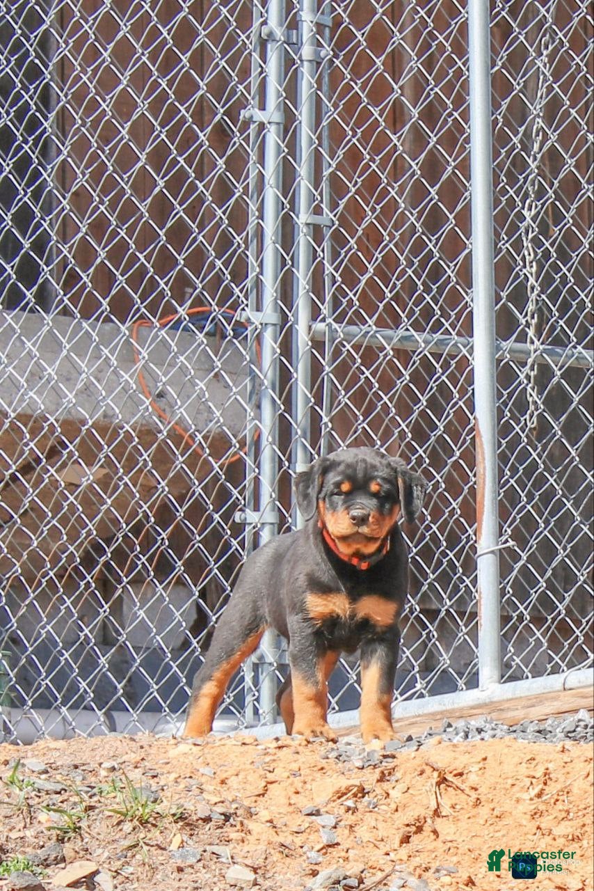 Rottweiler dogs Farley - Ad 2