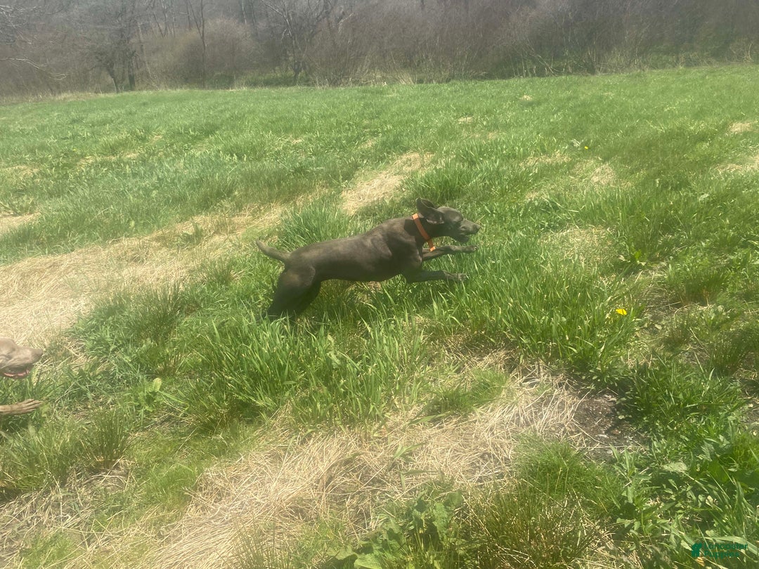 Weimaraner dogs for sale: Maggie's F1 - Ad 3