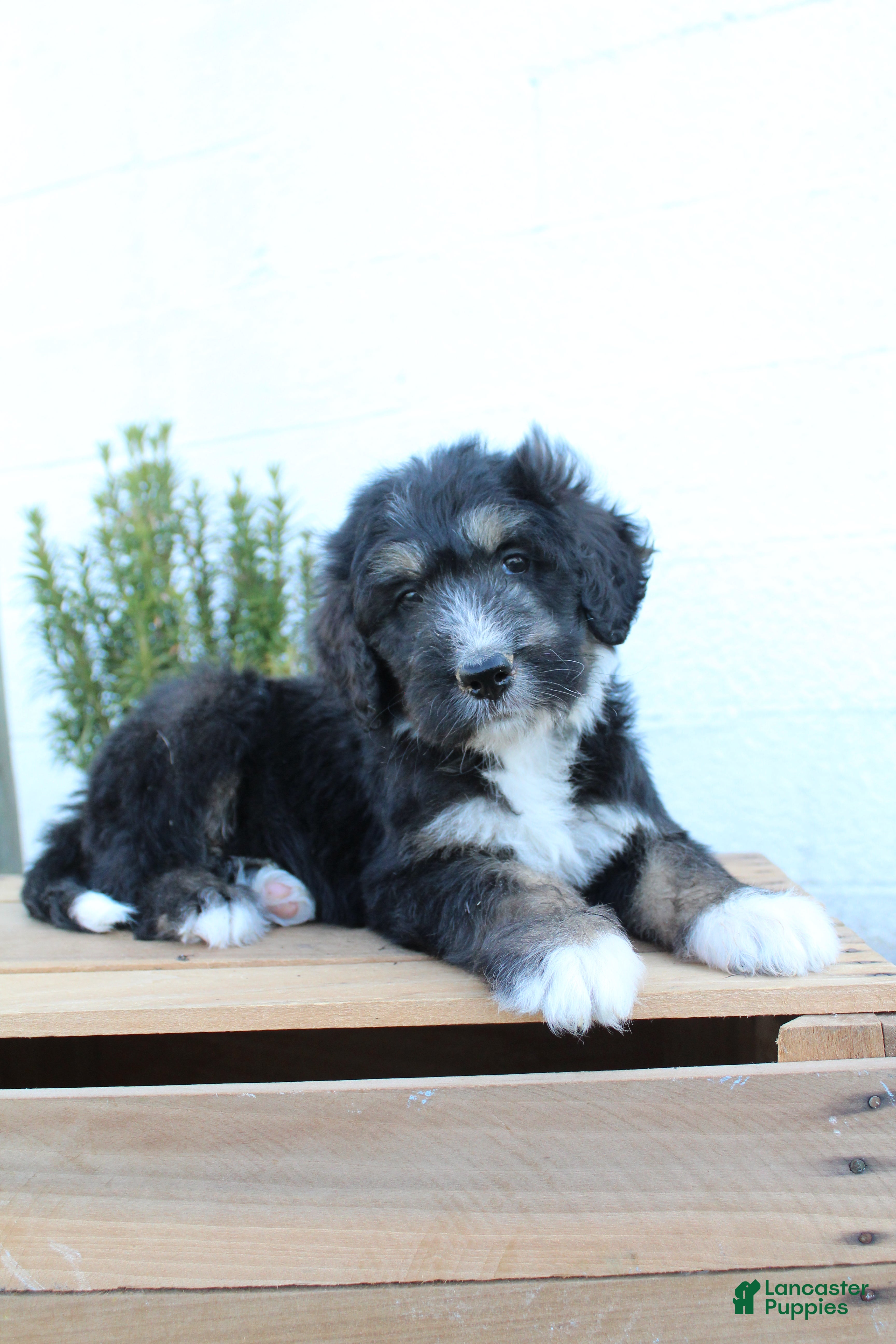Bernedoodle dogs Lukas - Ad 1