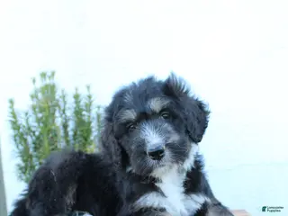 Bernedoodle dogs for sale: Lukas - Ad 1