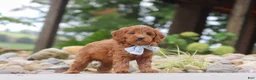 Mini Goldendoodle dogs for sale: Igor - Ad 4
