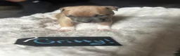 American Pit Bull Terrier dogs for sale: Gritty - Ad 3