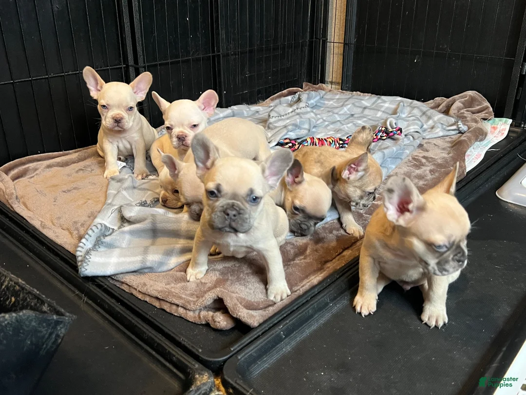 French Bulldog dogs for sale: French Bulldog 6 - Ad 2