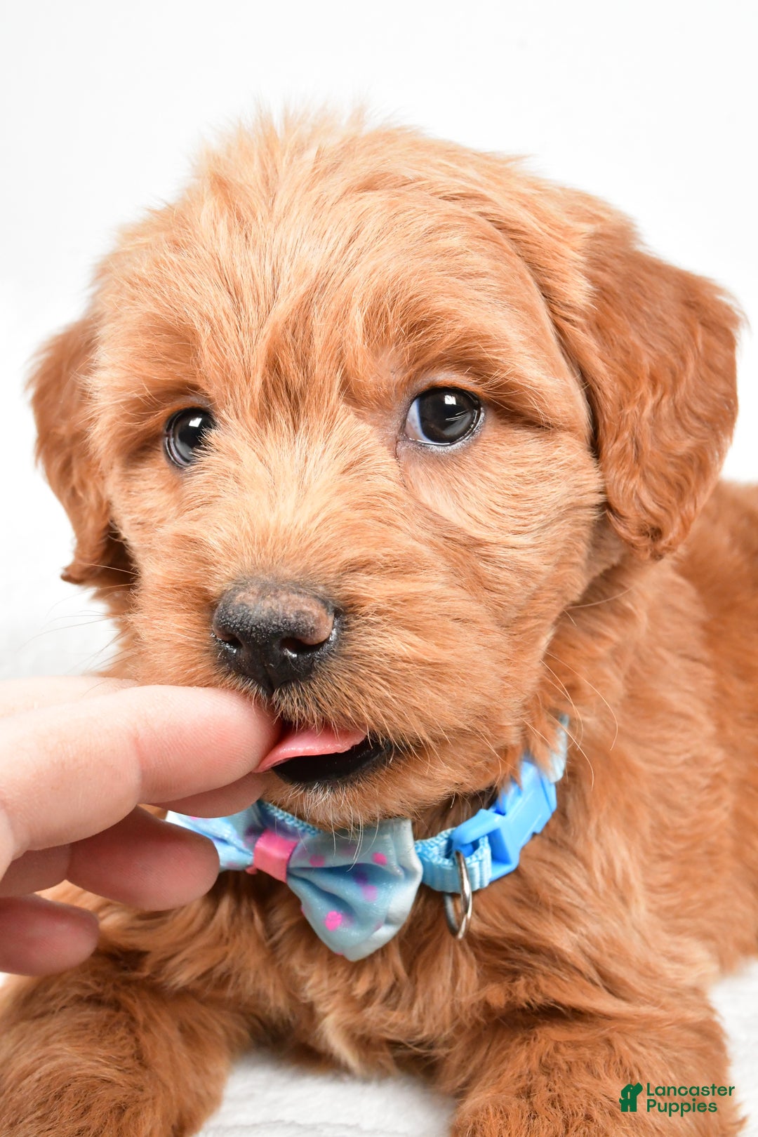 Mini Goldendoodle dogs for sale: Brent - Ad 8