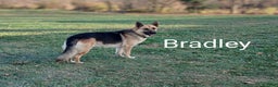 German Shepherd dogs for sale: Striker - Ad 16