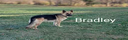 German Shepherd dogs for sale: Ranger - Ad 29