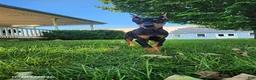 Doberman Pinscher dogs for sale: Karla - Ad 5