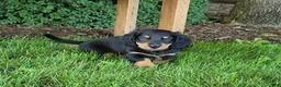 Miniature Dachshund dogs for sale: Vivian  - Ad 5