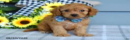 Cavapoo dogs for sale: Tanner - Ad 2