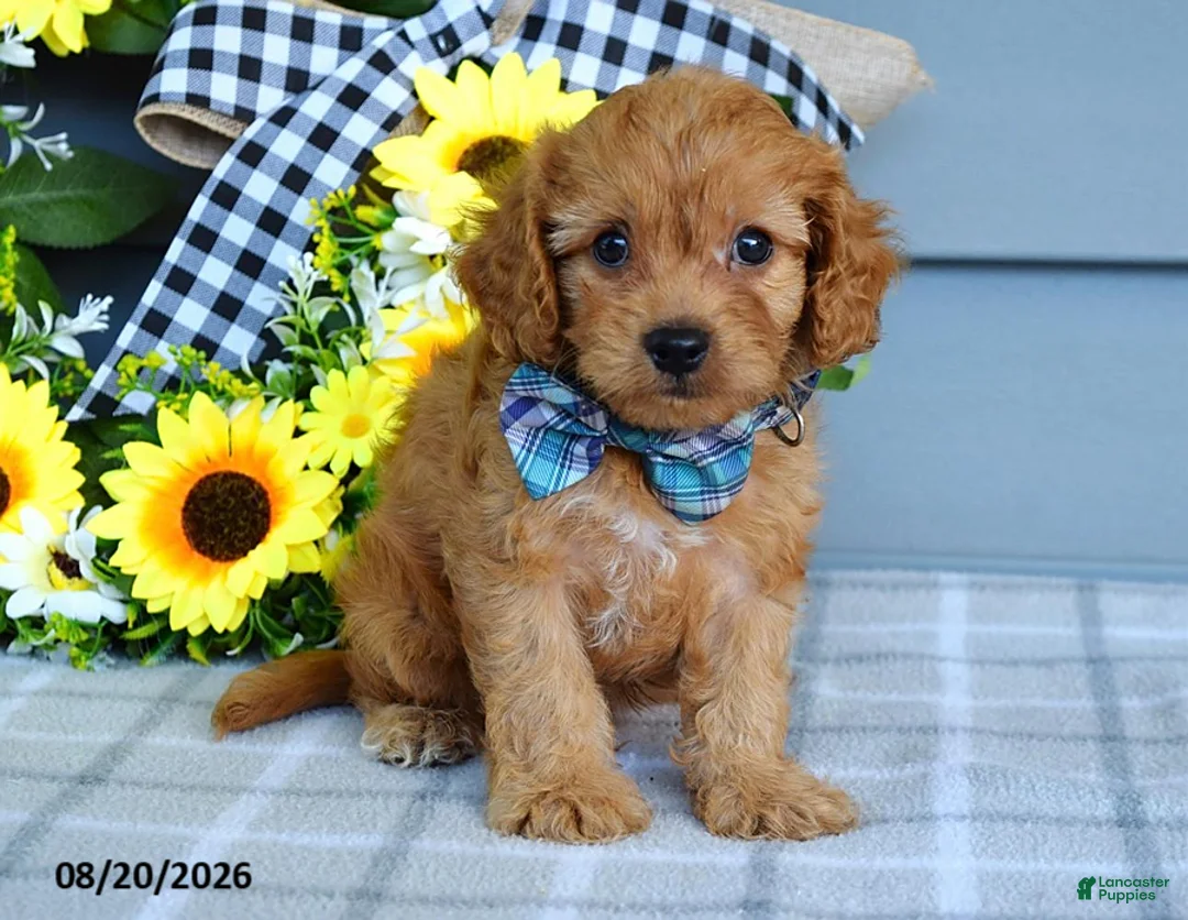 Cavapoo dogs for sale: Tanner - Ad 2