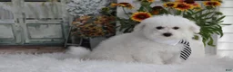 Maltipoo dogs for sale: Atticus - Ad 5