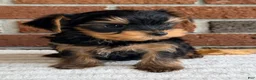 Yorkshire Terrier dogs for sale: Brodie - Ad 3