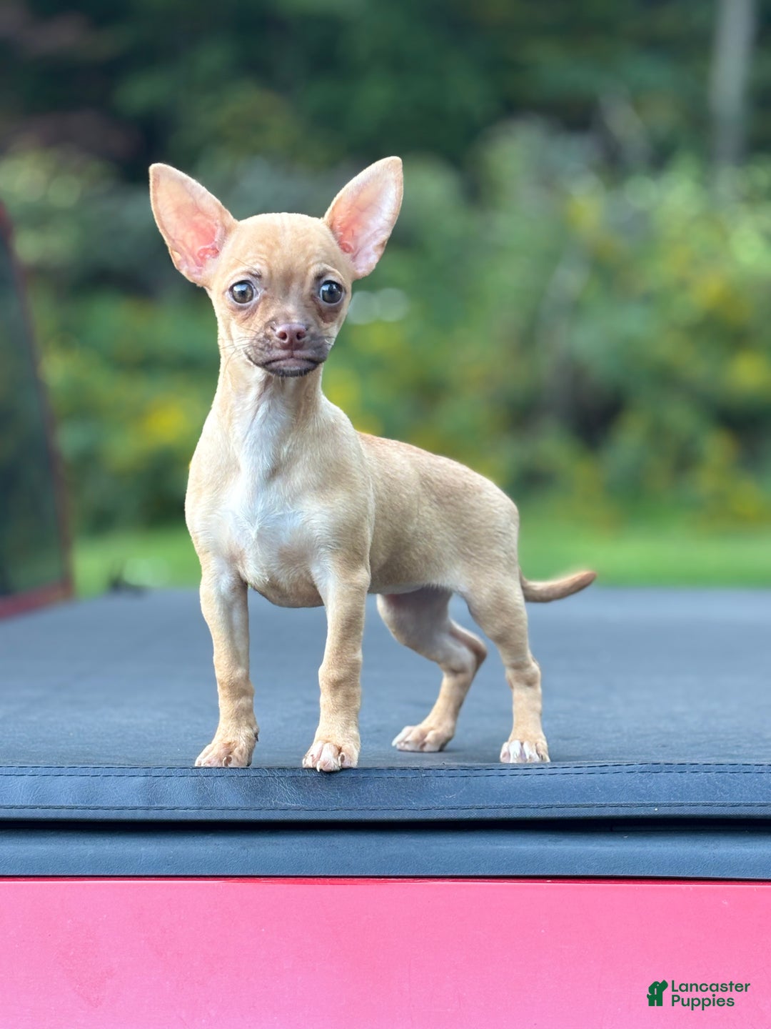 Chihuahua dogs for sale: Tara - Ad 4