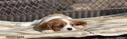 Cavalier King Charles Spaniel dogs for sale: Benny - Ad 9