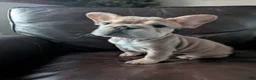 French Bulldog dogs for sale: Meredith - Ad 7