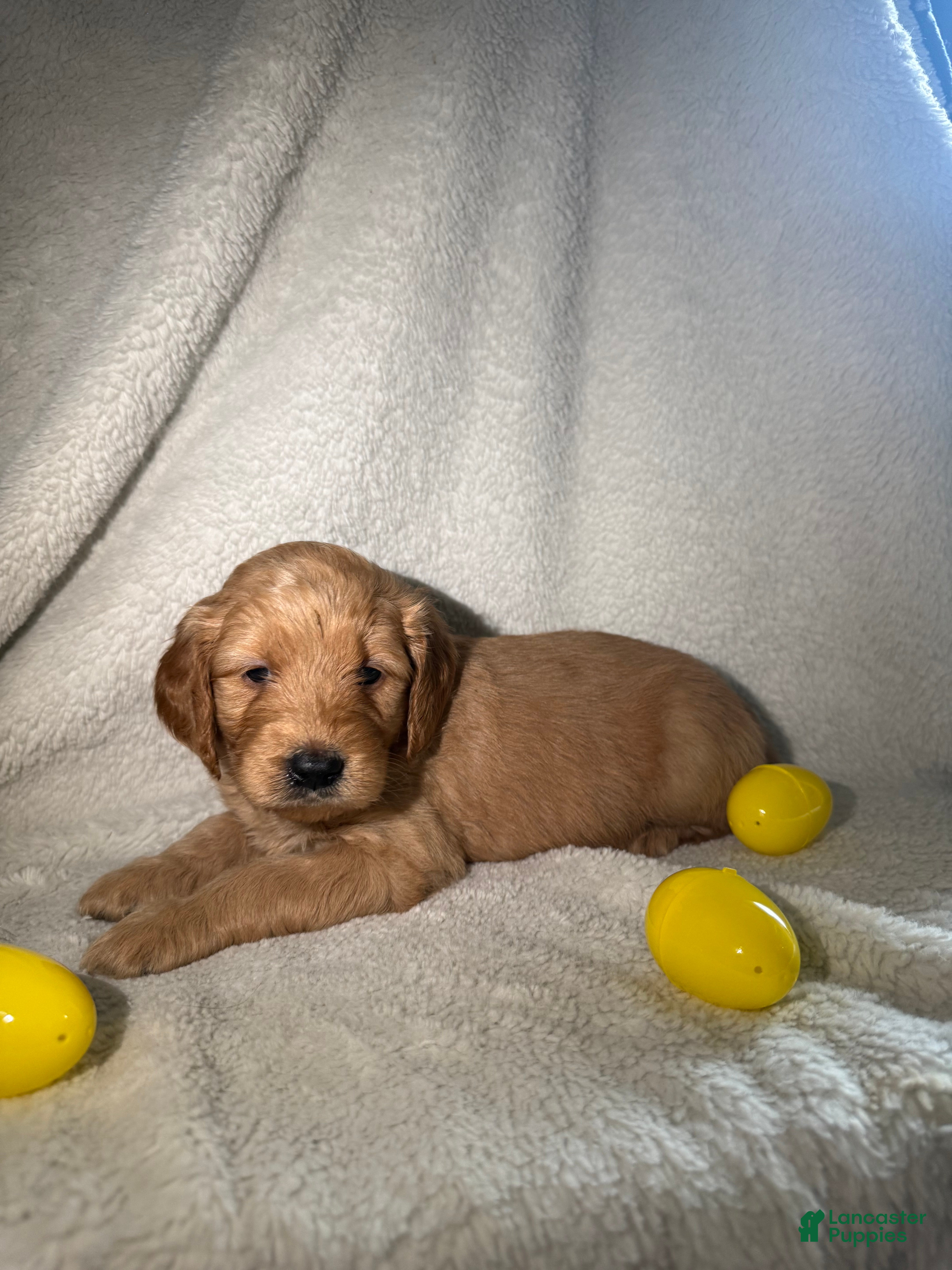 Goldendoodle dogs Dolce - yellow - Ad 39