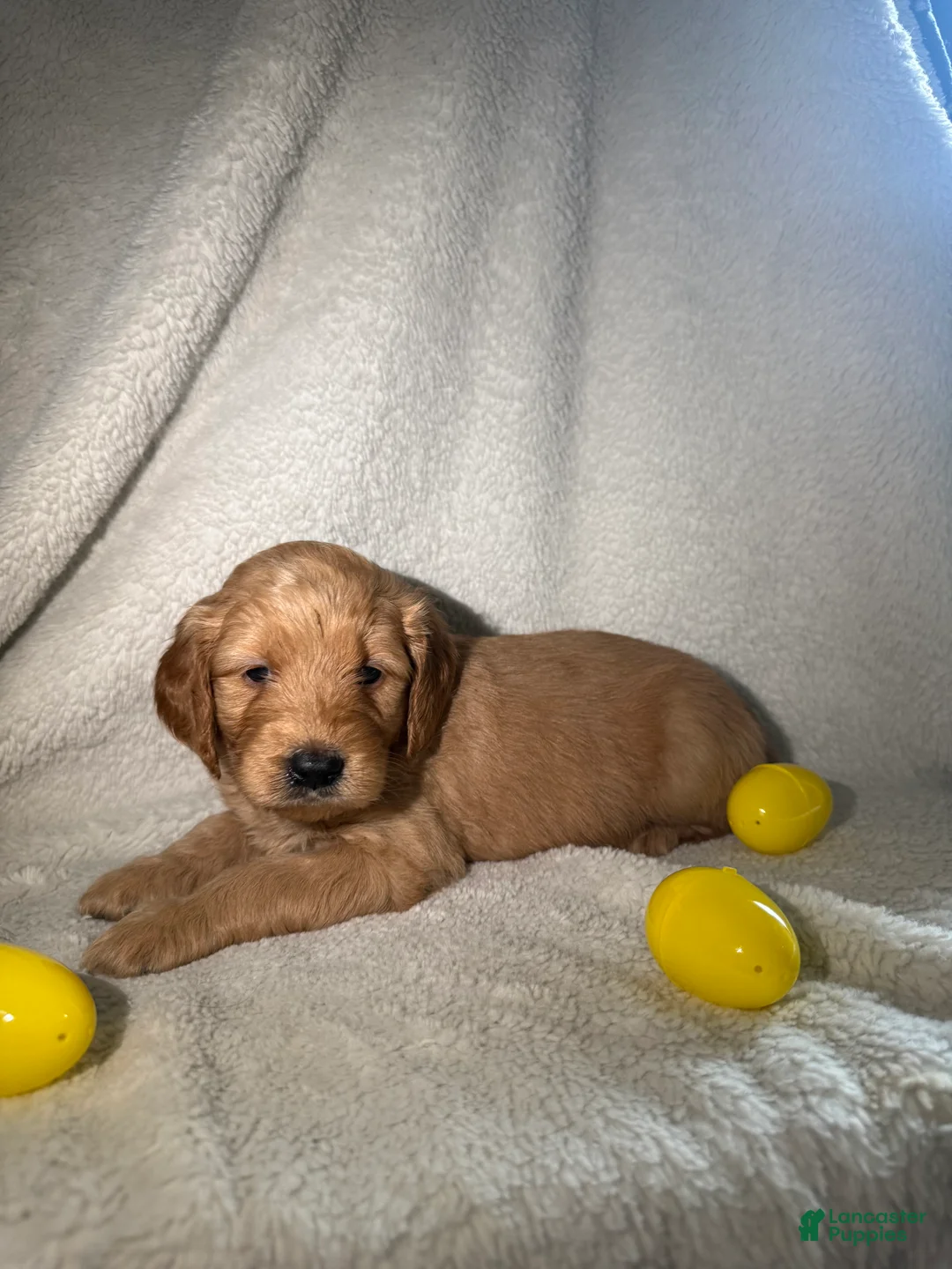 Goldendoodle dogs for sale: Dolce - yellow - Ad 1