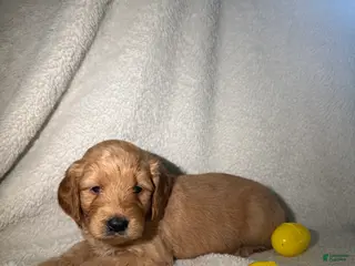 Goldendoodle dogs Dolce - yellow - Ad 39