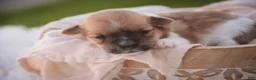 Havanese dogs for sale: Sage Havanese  - Ad 3