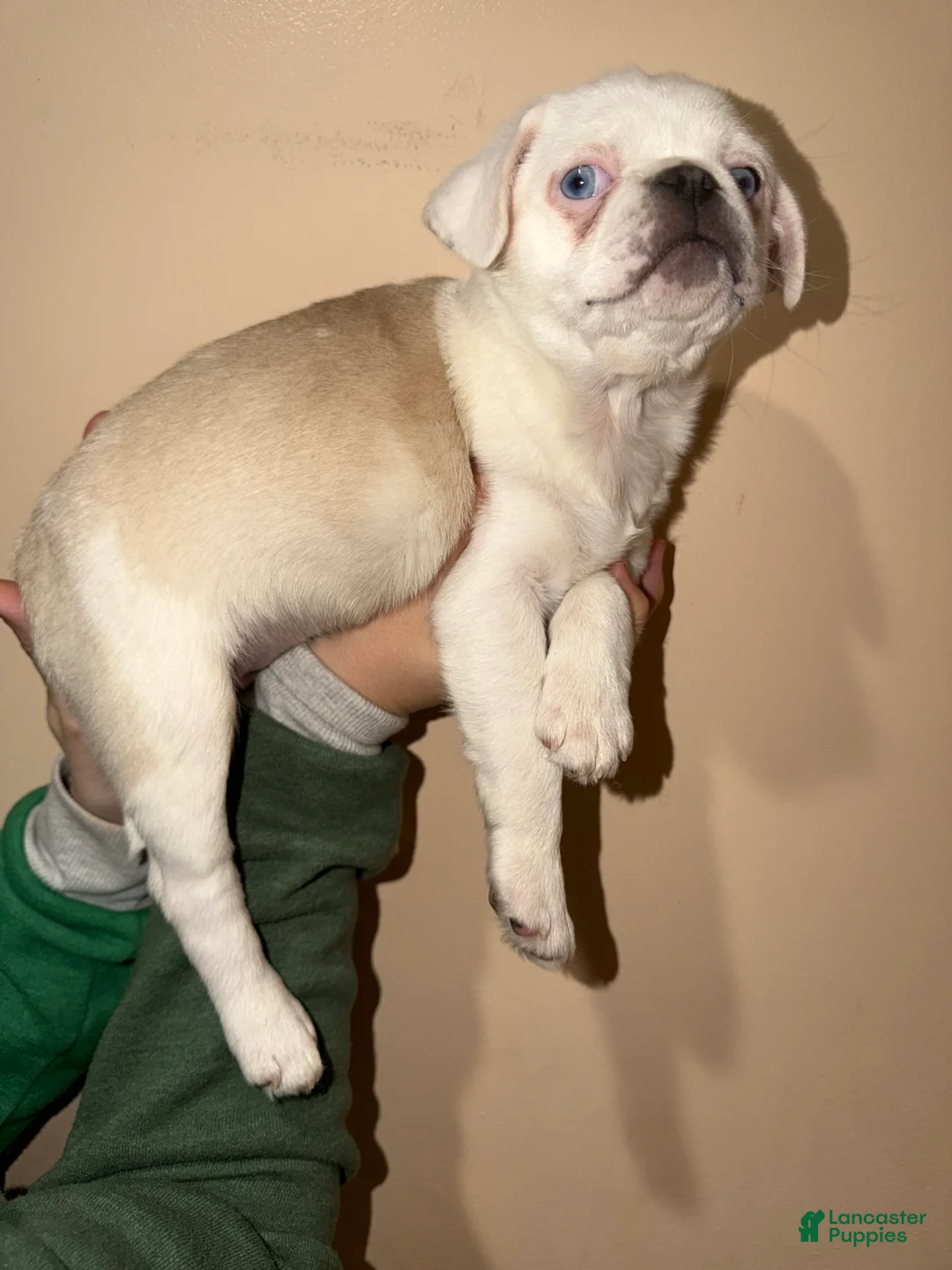 Pug dogs for sale: Reggie  - Ad 7
