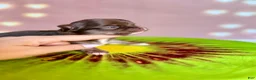 Chihuahua dogs for sale: 🥝Kiwi🥝 - Ad 8