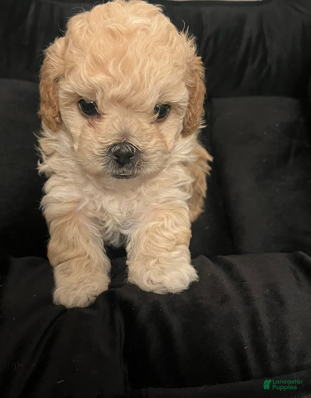Shihpoo dogs for sale: Shihpoo Puppy 3 Golden - Ad 1