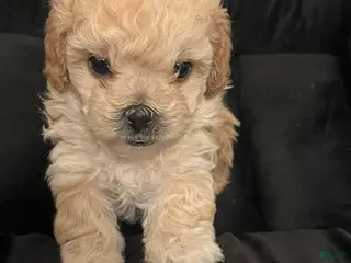 Shihpoo dogs Shihpoo Puppy 3 Golden - Ad 3