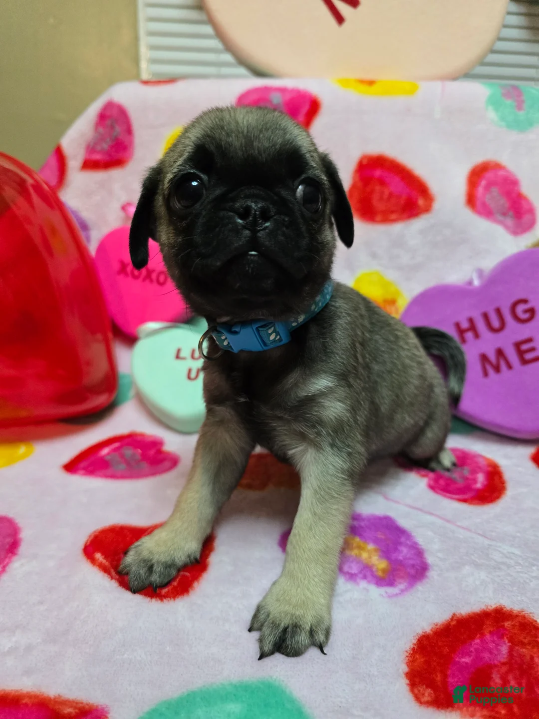 Pug dogs for sale: Bella  - Ad 5