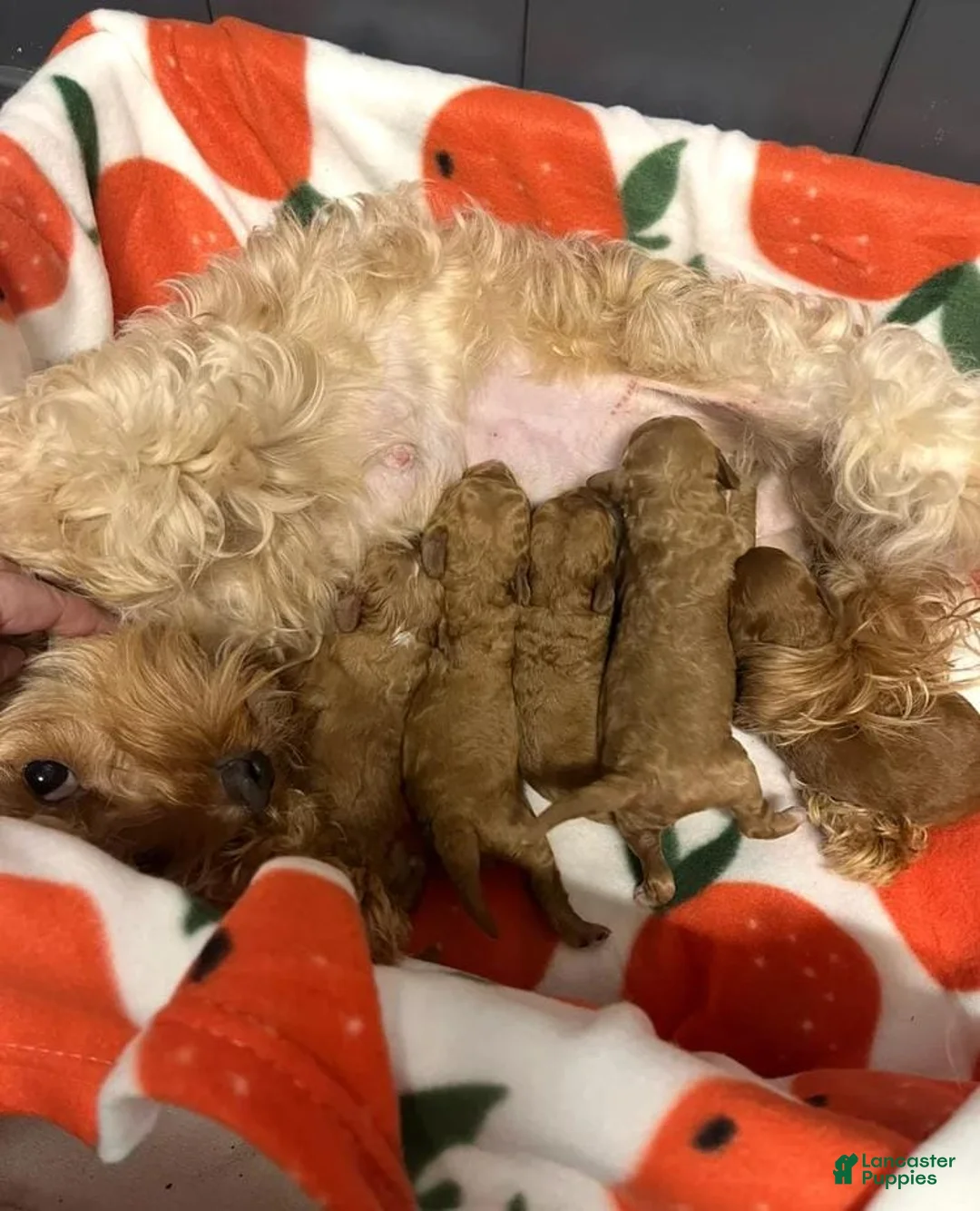 Cavapoo dogs for sale: Kenny - Ad 22