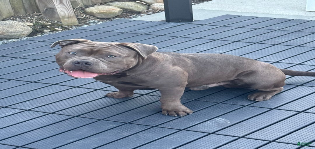 Gallery Image {{count}}