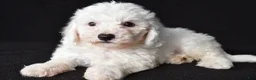 Bichon Frise dogs for sale: Buddy - Ad 7