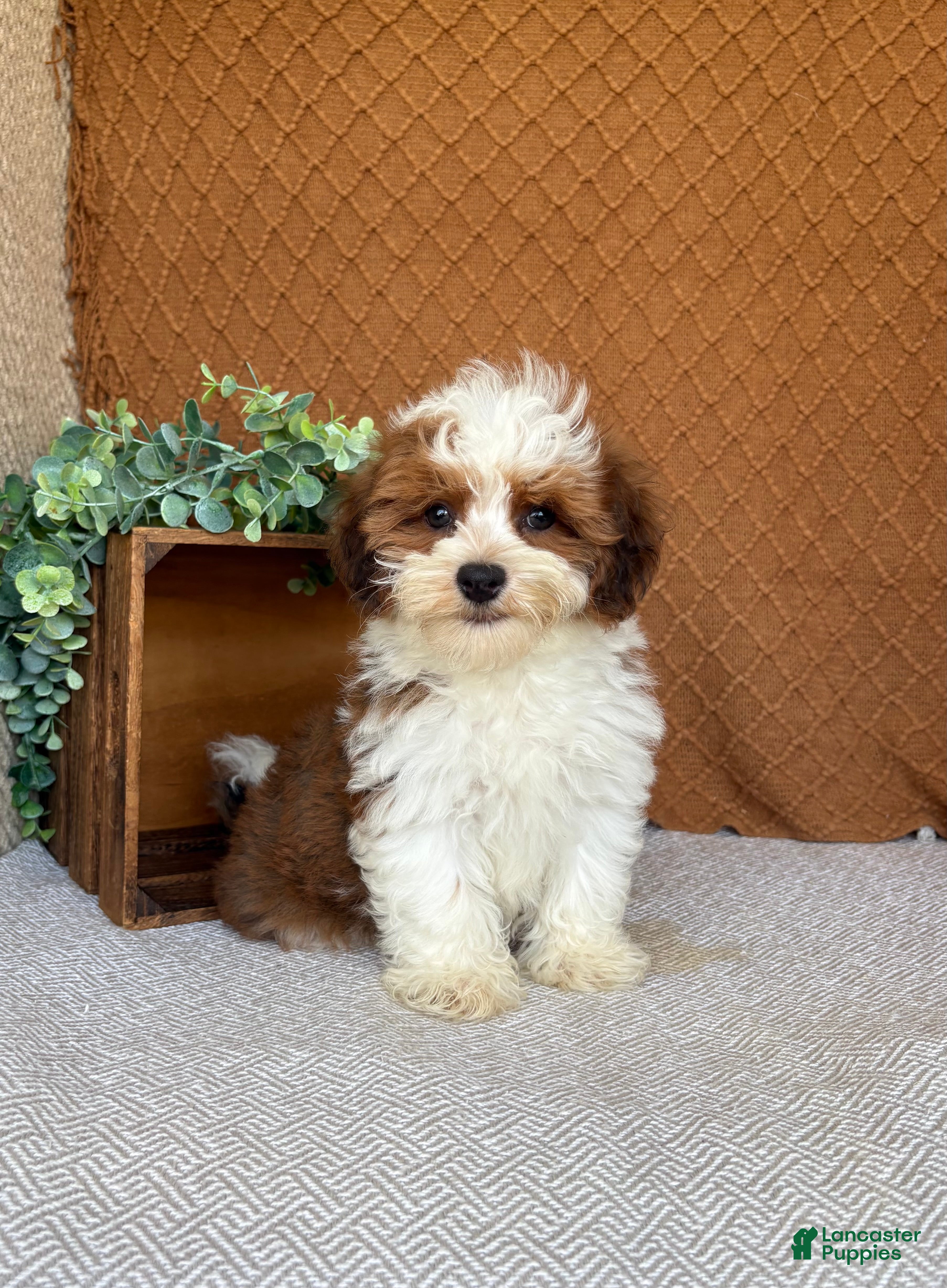 Havanese dogs Theo  - Ad 1