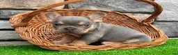 French Bulldog dogs for sale: Turbo - Ad 5